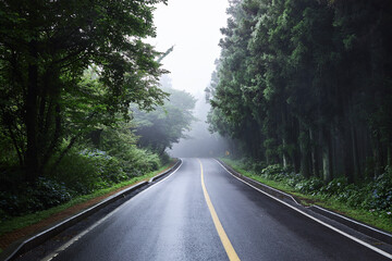 road in the forest