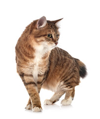 Kurilian Bobtail in studio