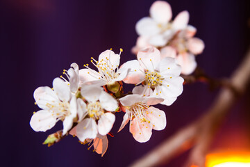 Sakura flowers in the red rays of the rising sun
