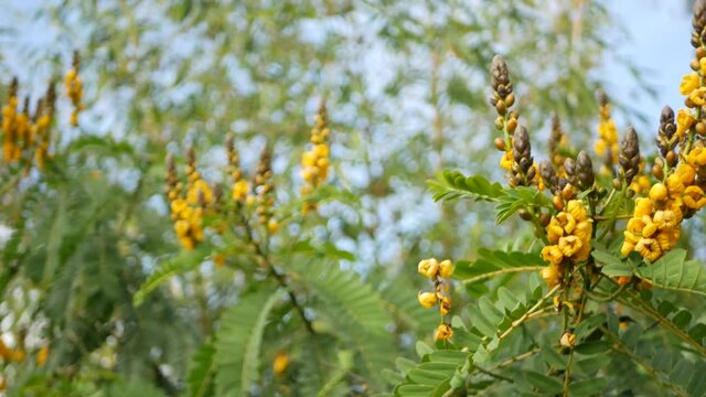 African senna flowers blossom, gardening in California, USA. Natural botanical close up background. Yellow bloom in spring morning garden, fresh springtime flora in soft focus. Candlestick juicy plant