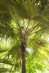 green palm leaves as background