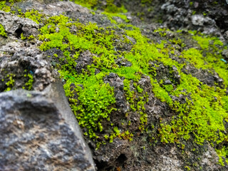 Green moss on rock surface in garden with selective focus.Natural green plant using as a background