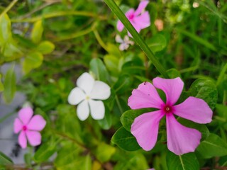 Purple flower near white flower