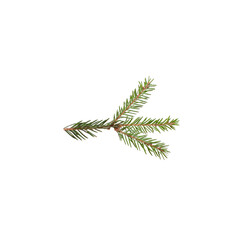 
spruce branch isolated on a white background.