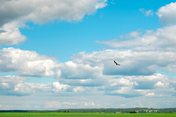 a bird of prey above the field against the sky with clouds soars in search of prey