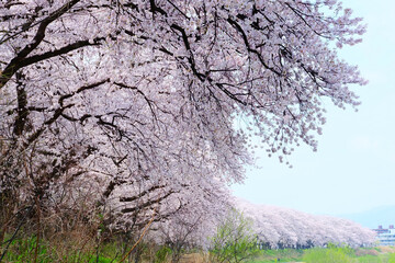 足羽川堤防の桜並木満開