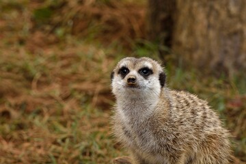 Meerkat (Suricata suricatta) in the Taiwan Zoo.