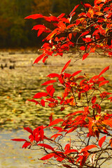 Burning bush invasive species in Goodwin State Forest in Connecticut.