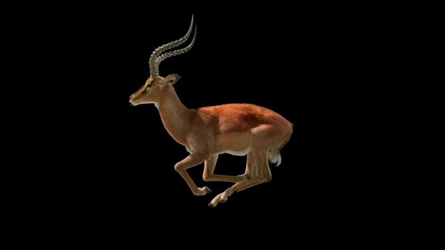 Close-up of aepyceros melampus running. Loop animation. 3D rendering with Alpha channel. Perfect for compositing.