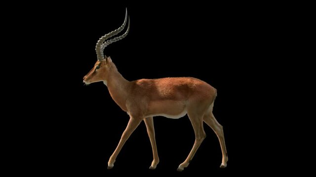 Close-up of aepyceros melampus walking. Loop animation. 3D rendering with Alpha channel. Perfect for compositing.
