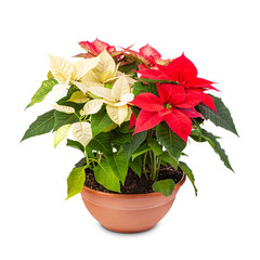 Red and white Poinsettia Flower