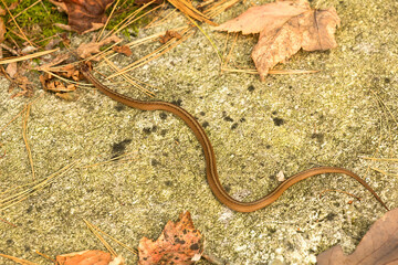 Brown garter snake in Goodwin State Forest in Connecticut. - obrazy, fototapety, plakaty
