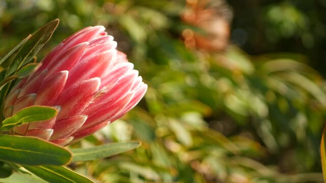 Protea pink flower in garden, California USA. Sugarbush repens springtime bloom, romantic botanical atmosphere, delicate exotic blossom. Coral salmon spring color. Flora of South Africa. Soft blur.