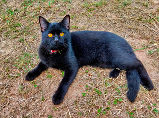 A black cat staring at you