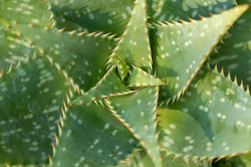 Close up cactus plants -golden barrel desert plant with soft focus and bright blurred background ,macro image ,sweet color for card design