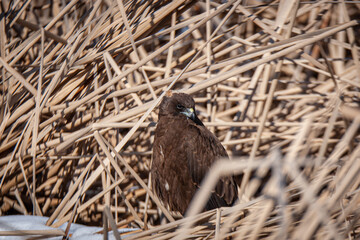 Western Marsh Harrier (Circus aeruginosus) chasing prey among reed canes.