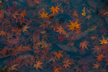 Red and yellow maple leaves on water, autumn time.