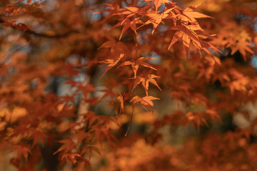 Close view of red and yellow maple leaves during autumn time.