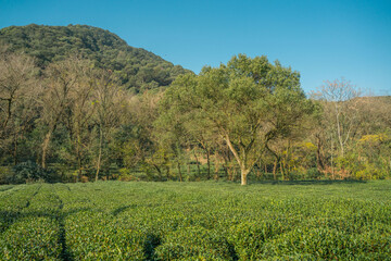 Obraz premium Tea plantation in Hangzhou, China.