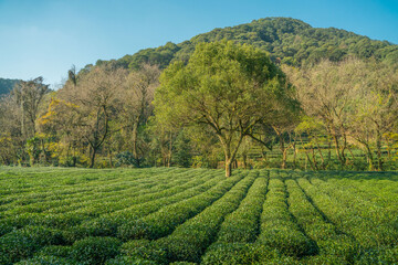 Tea plantation in Hangzhou, China.