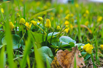 flowers in the grass