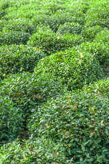 Tea plantation in Hangzhou, China.