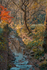 Maple tree forest and a creek in a park in Hangzhou, China, autumn time.