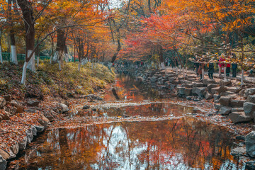 Naklejka na ściany i meble Maple tree forest and a creek in a park in Hangzhou, China, autumn time.