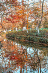 Maple tree forest and a creek in a park in Hangzhou, China, autumn time.