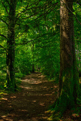 Forest on the road to Santiago by Roncesvalles