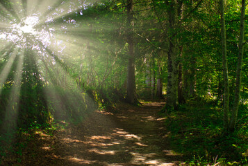Obraz premium Forest on the road to Santiago by Roncesvalles