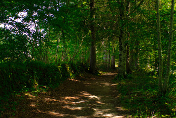 Forest on the road to Santiago by Roncesvalles