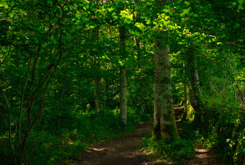 Obraz premium Forest on the road to Santiago by Roncesvalles