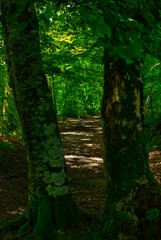 Obraz premium Forest on the road to Santiago by Roncesvalles