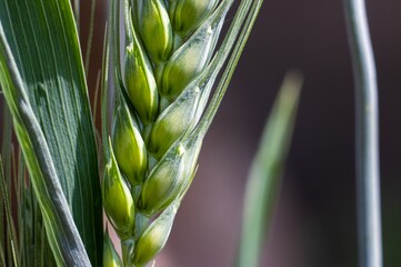 Macro of Wheat Pod with Seeds with Copy Space for Texts Writing