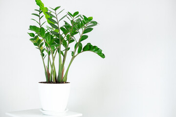 Large green zamioculcas in a white ceramic pot on a white background