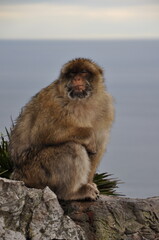 Naklejka premium Closeup furry senior ape with blurred ocean background and copy space. Gibraltar Barbary macaque monkey sitting at cliff rock and napping calmly