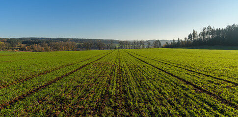 Fototapeta na wymiar rows of young winter wheat on field in autumn