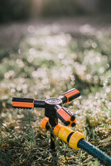 Naklejka premium Drip irrigation. The photo shows the irrigation system in a raised bed. Drip irrigation on a green lawn on a sunny day. The rays of the sun through the drops. Lawn watering device