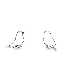 二匹の白い文鳥（小鳥）