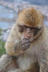 Closeup cute furry ape with food in monkey hand. Gibraltar Barbary macaque monkey sitting and biting food before eating. Macaca sylvanus behavior