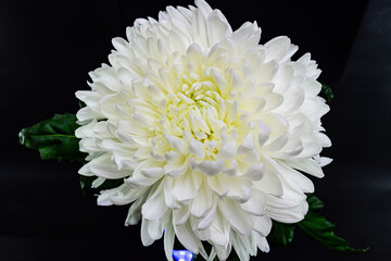 White chrysanthemum on a black background.