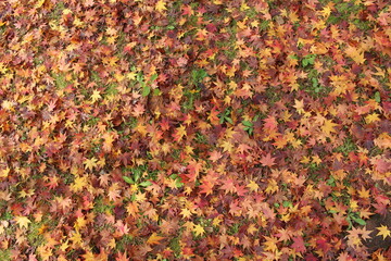 낙엽 fallen leaves