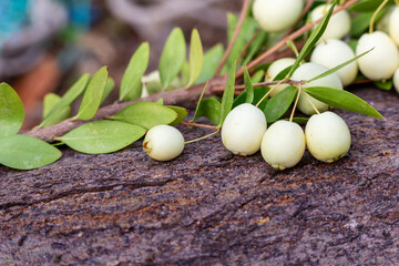myrtles communis common Myrtle white berries on branch , close up, macro. Natural vitamins in...