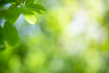 Fototapeta na wymiar Closeup fresh nature view of green leaf on blurred greenery background in garden with copy space using as background natural green plants landscape, ecology, fresh wallpaper concept.