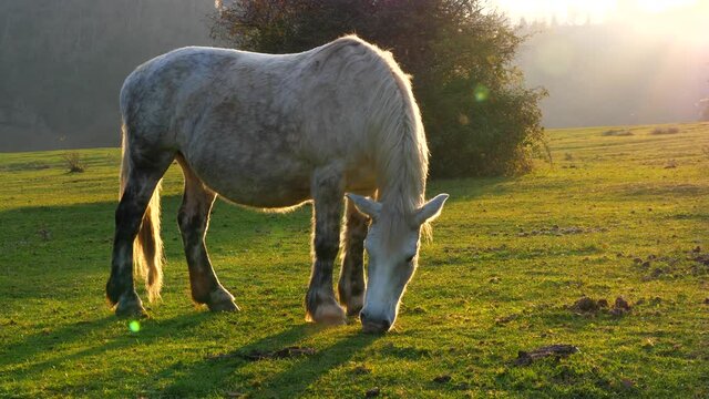 Cavallo al pascolo mangia erba. Primo piano controluce