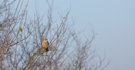 European kestrel sitting in a tree in middle Germany