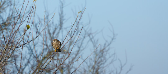 European kestrel sitting in a tree in middle Germany