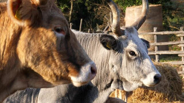 Mucca bovina da carne mangia fieno in un recinto di alimentazione. Clip di primo piano con dettagli degli occhi e bocca