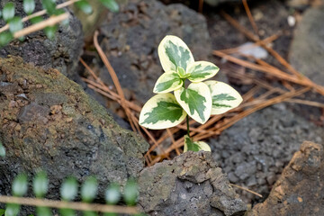 Young green sprout growing up from soil, environmental concept, top view